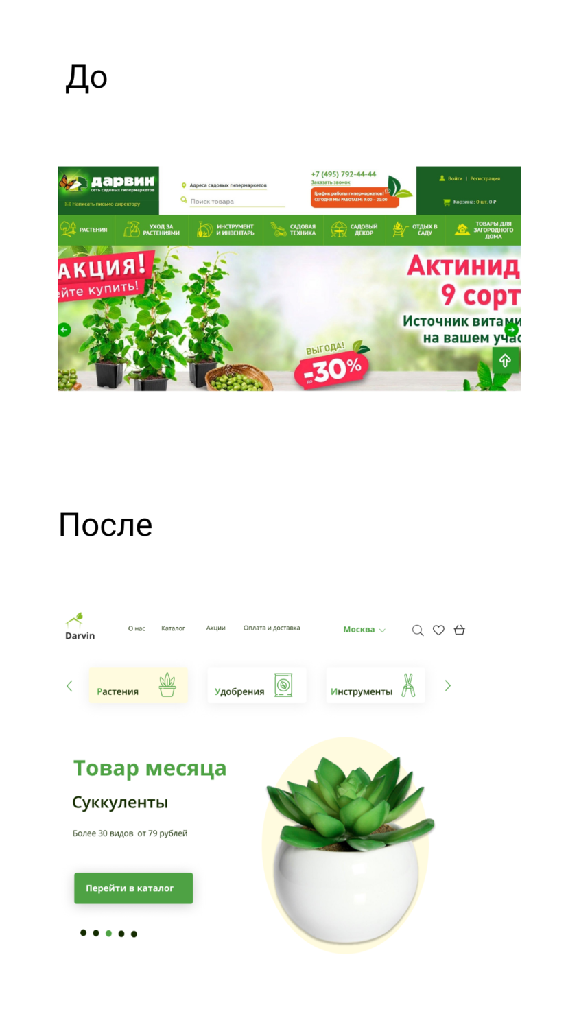 растение, растения, комнатные растения, зелёные растения, цветочный горшок