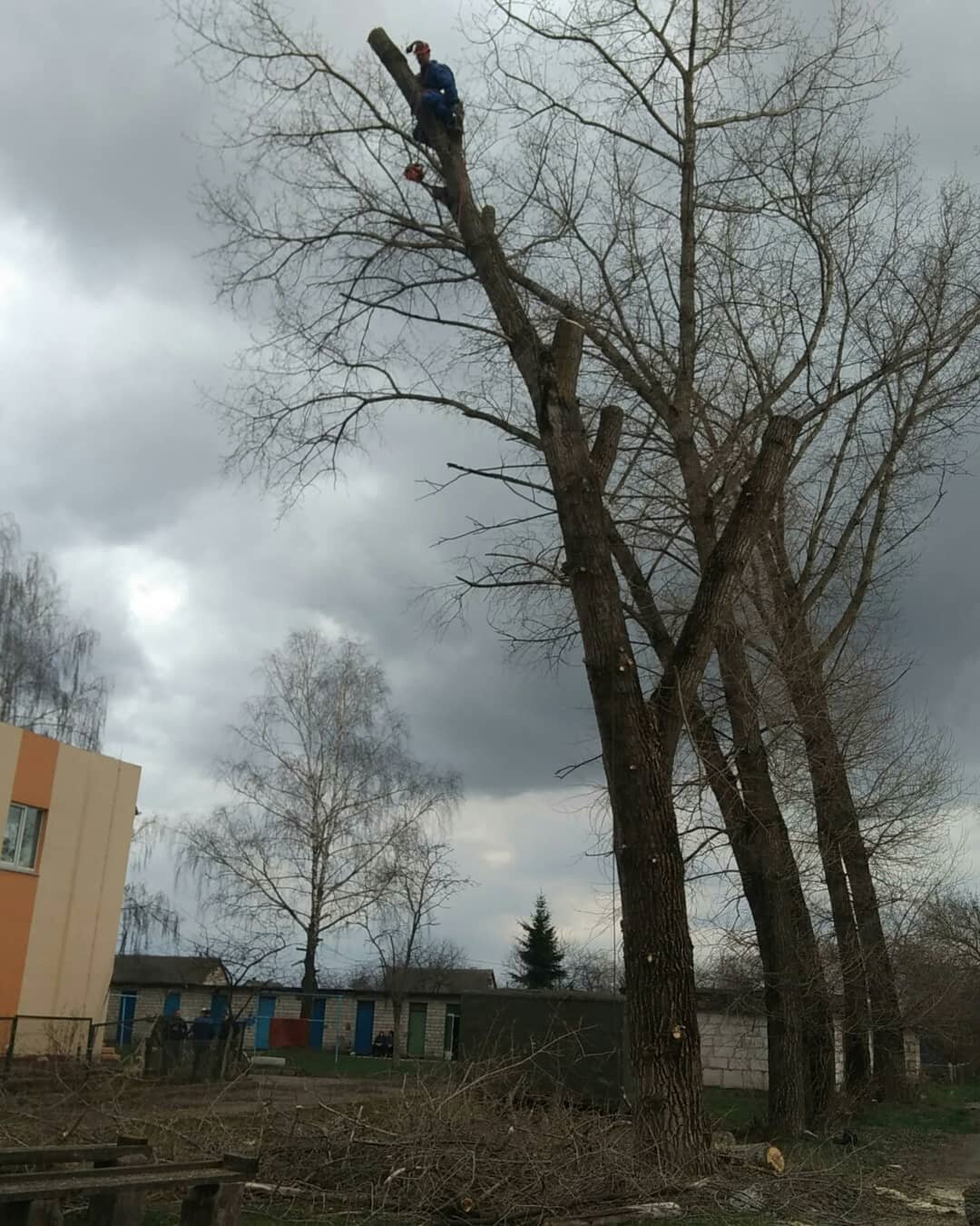 обрезка деревьев, дерев, природа, серебристый тополь кронирование, крона дерева