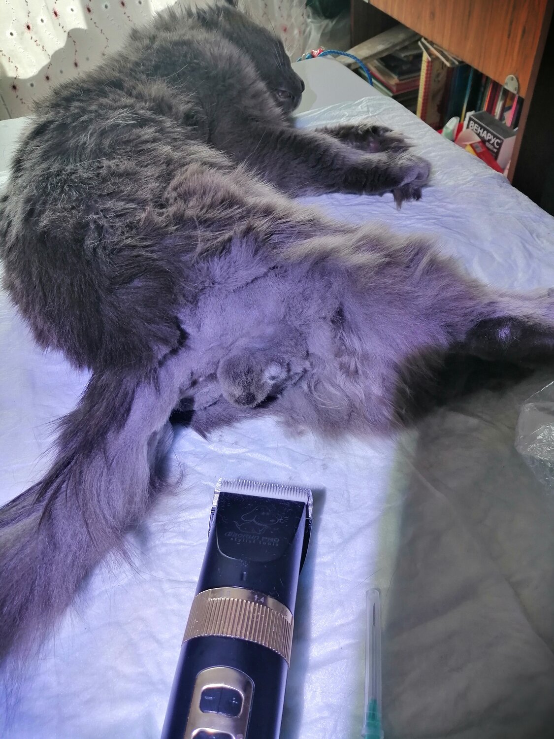 кошка, коты, животные, котики, домашние питомцы