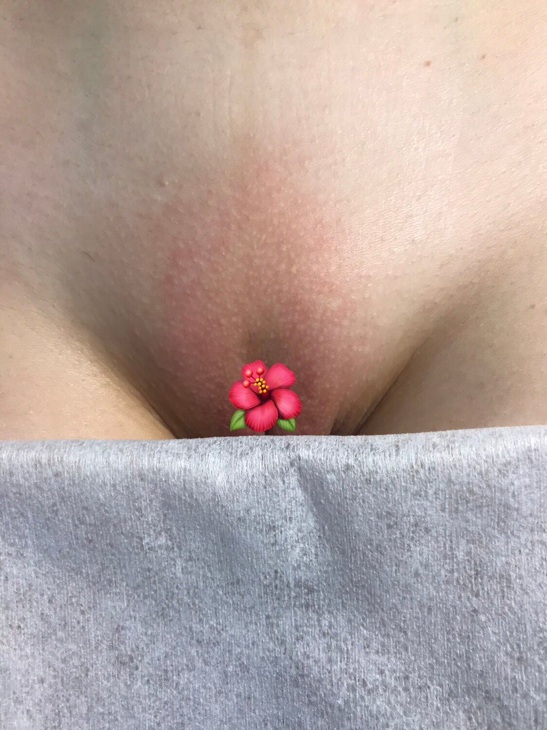 цветок мальва, flower, мальва растение, цветы