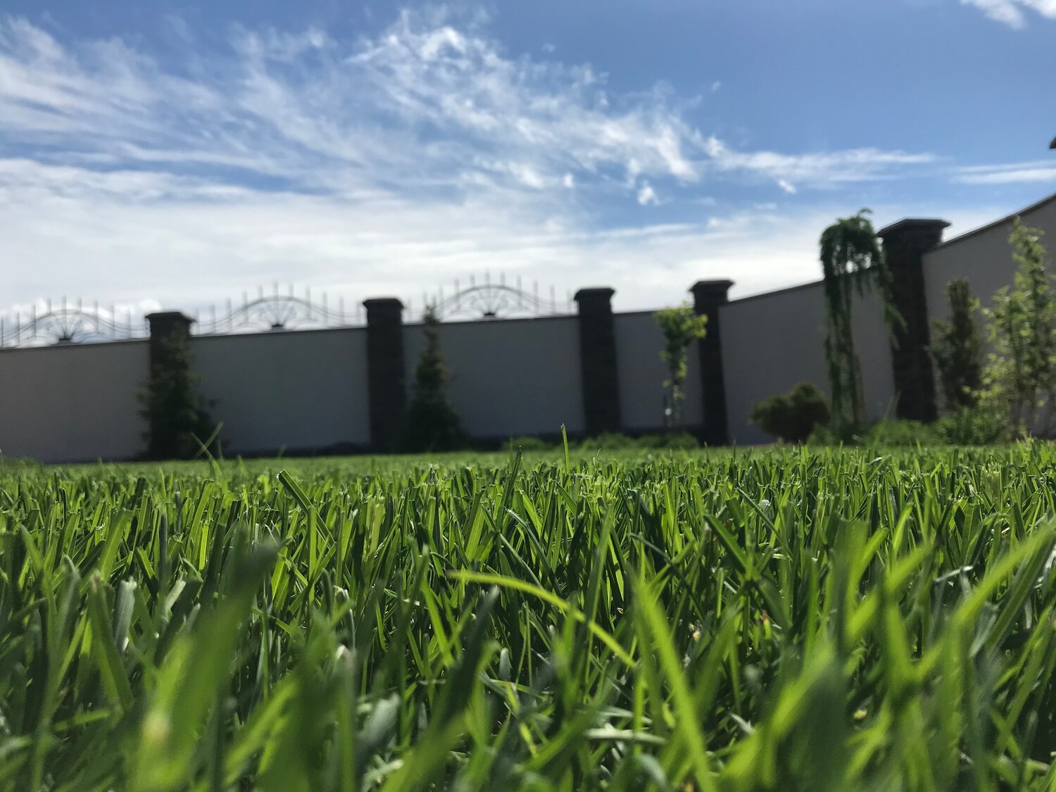 трава для газона, гибридная трава nordic lawn, стадион поле, газон, красивый газон
