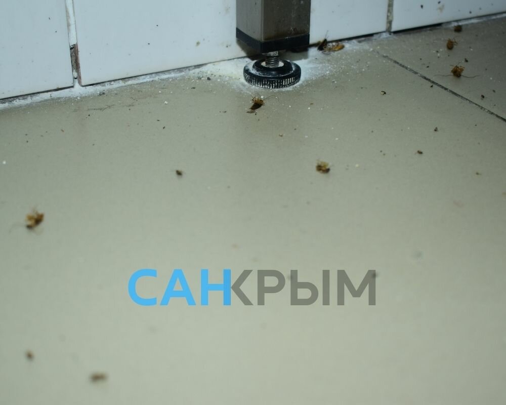 жучки, мелкий предмет, мелкие насекомые на подоконнике, маленькие паучки на подоконнике, мошки на окнах