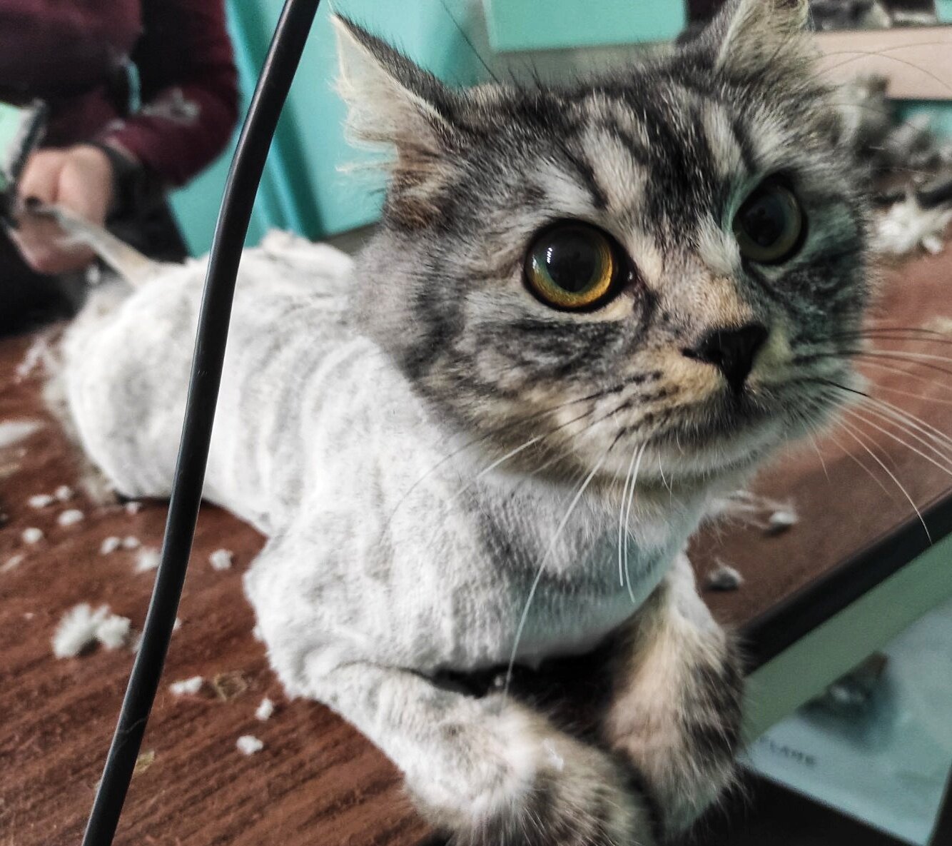 кот, котик, коты, котик ми, кошка