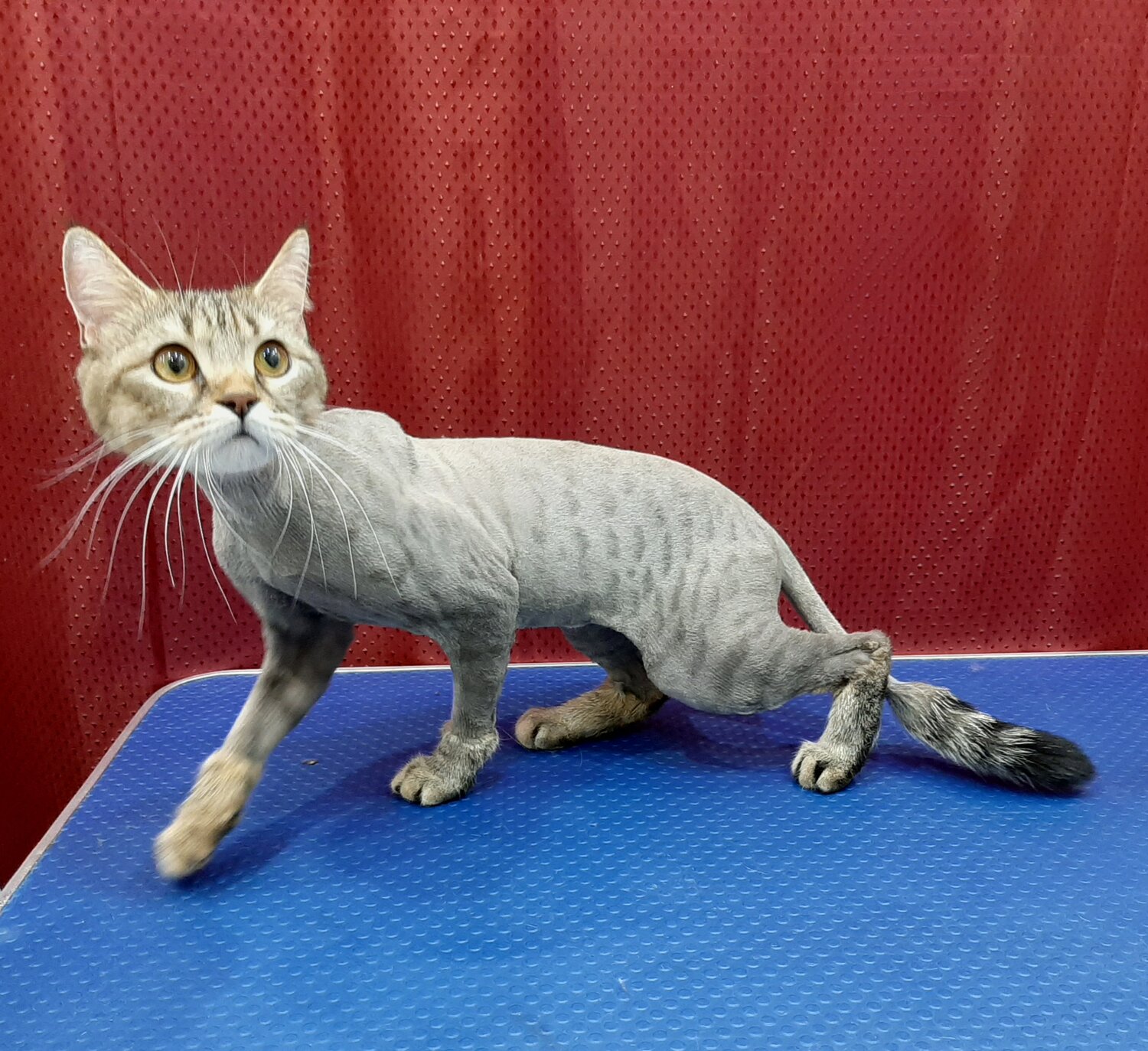 девон-рекс, кошка, стрижка котов, подстриженный британский кот, стрижка кошки под льва
