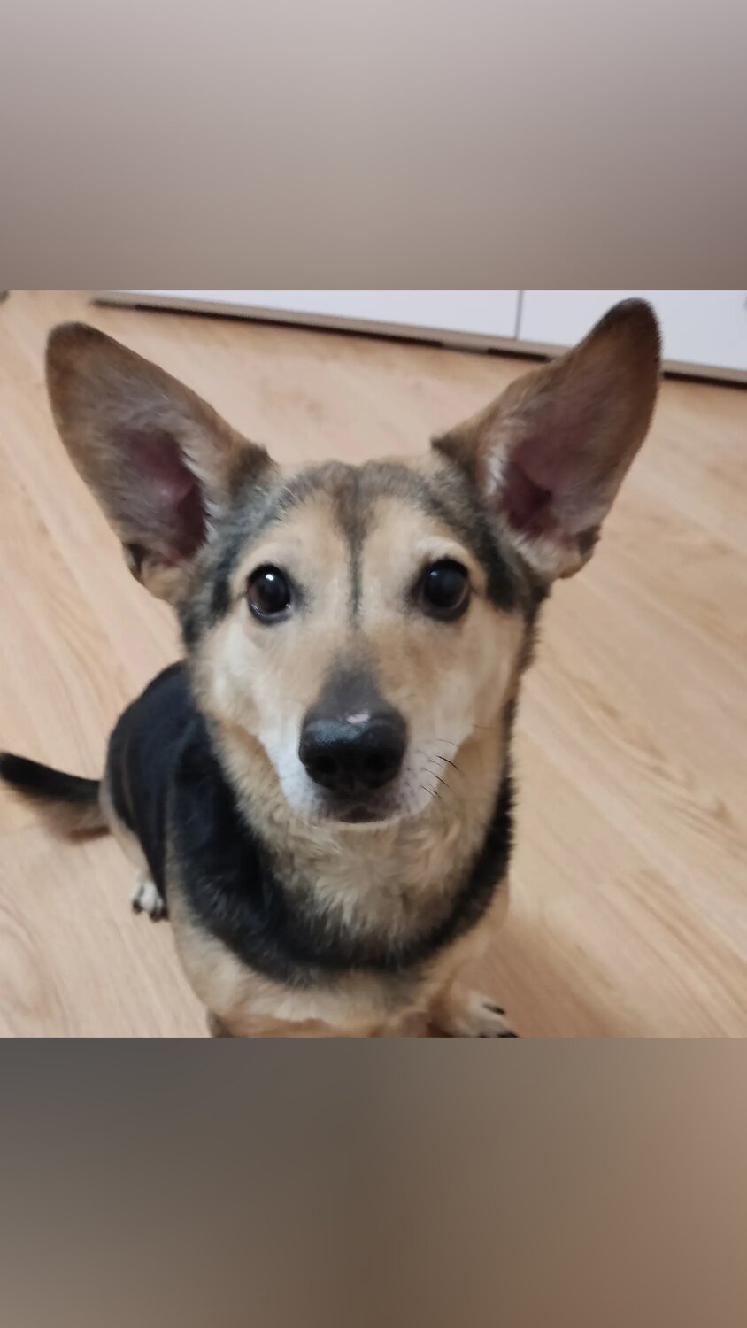 метис восточно европейской овчарки, восточно европейская овчарка, собака, метис овчарки, немецкая овчарка