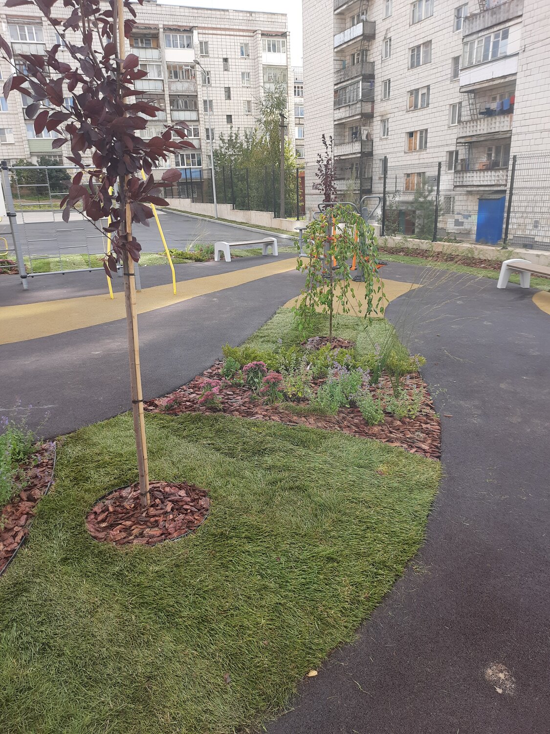 во двор, благоустройство двора, зеленый двор, растение, во дворе дома