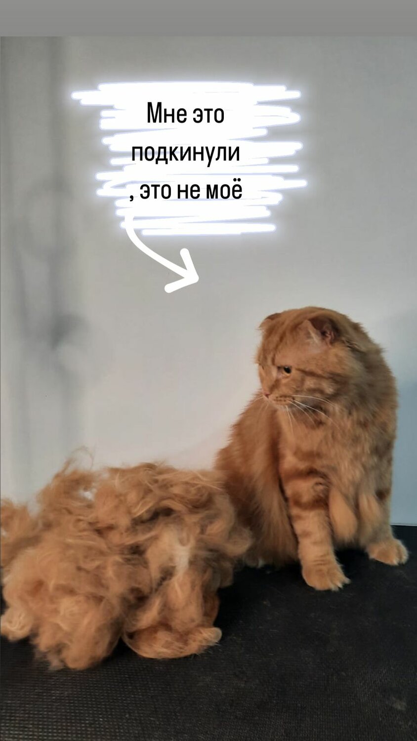 кот рыжий мейн кун, кошка стрижка, кошечка, кошка, кот рыжий