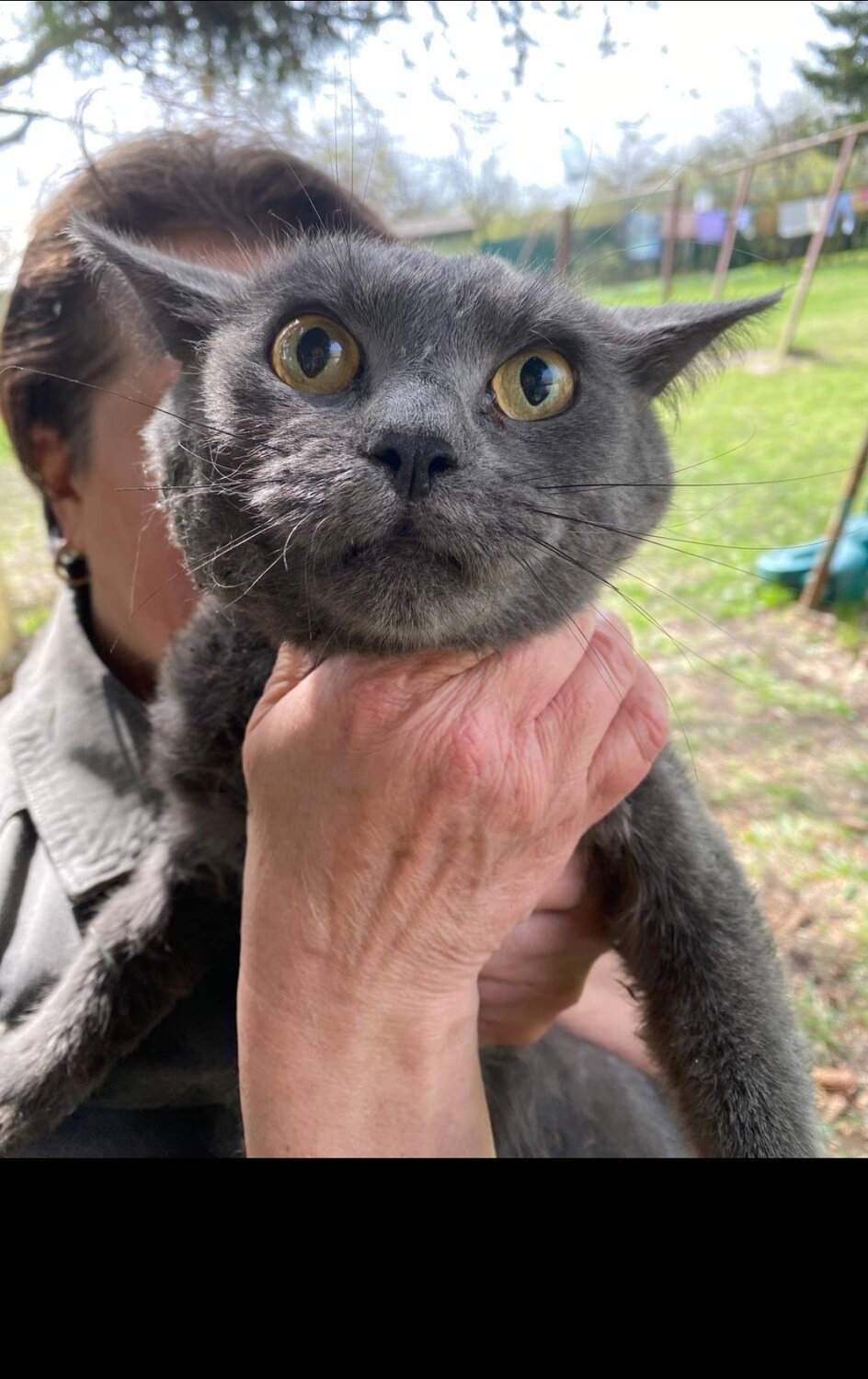 кошка, русская голубая кошка, кот, кошечка, голубая кошка