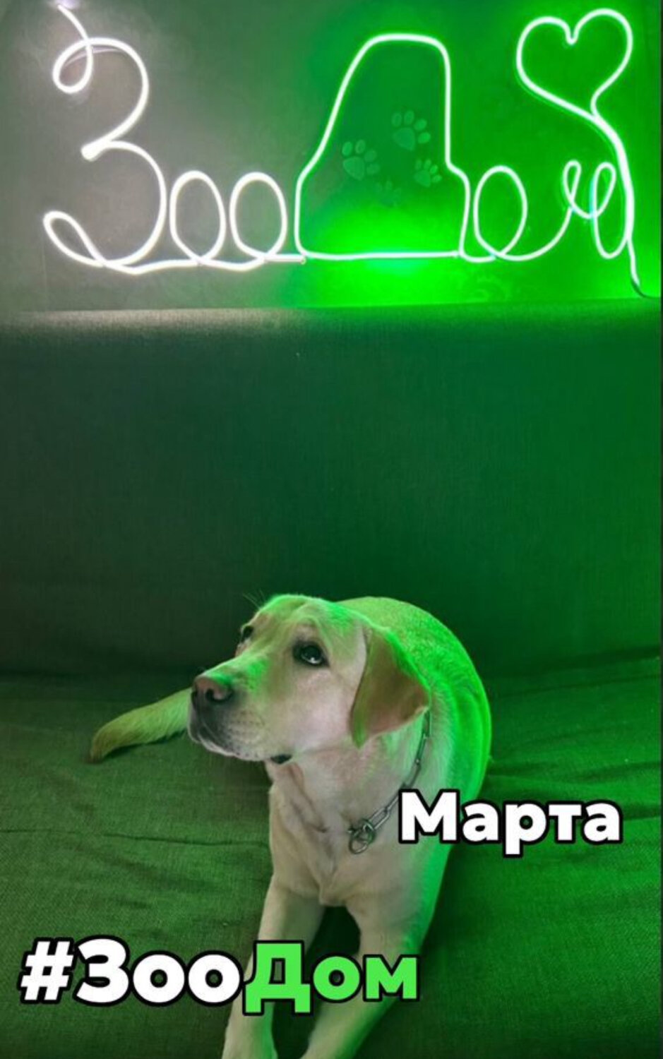 лабрадор ретривер, лабрадор милый, животные, собака, dog