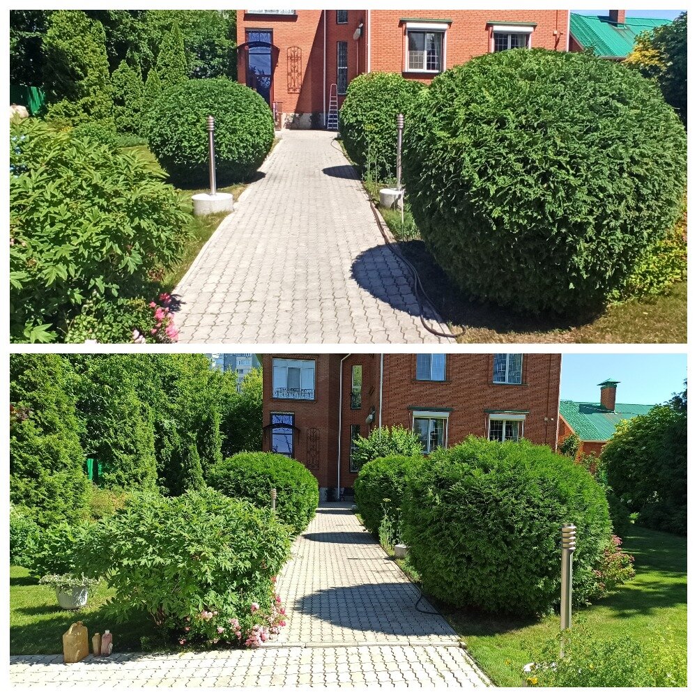 туя западная, туя западная шаровидная, туя западная шаровидная даника, туя шаровидная вудварди, куст самшит