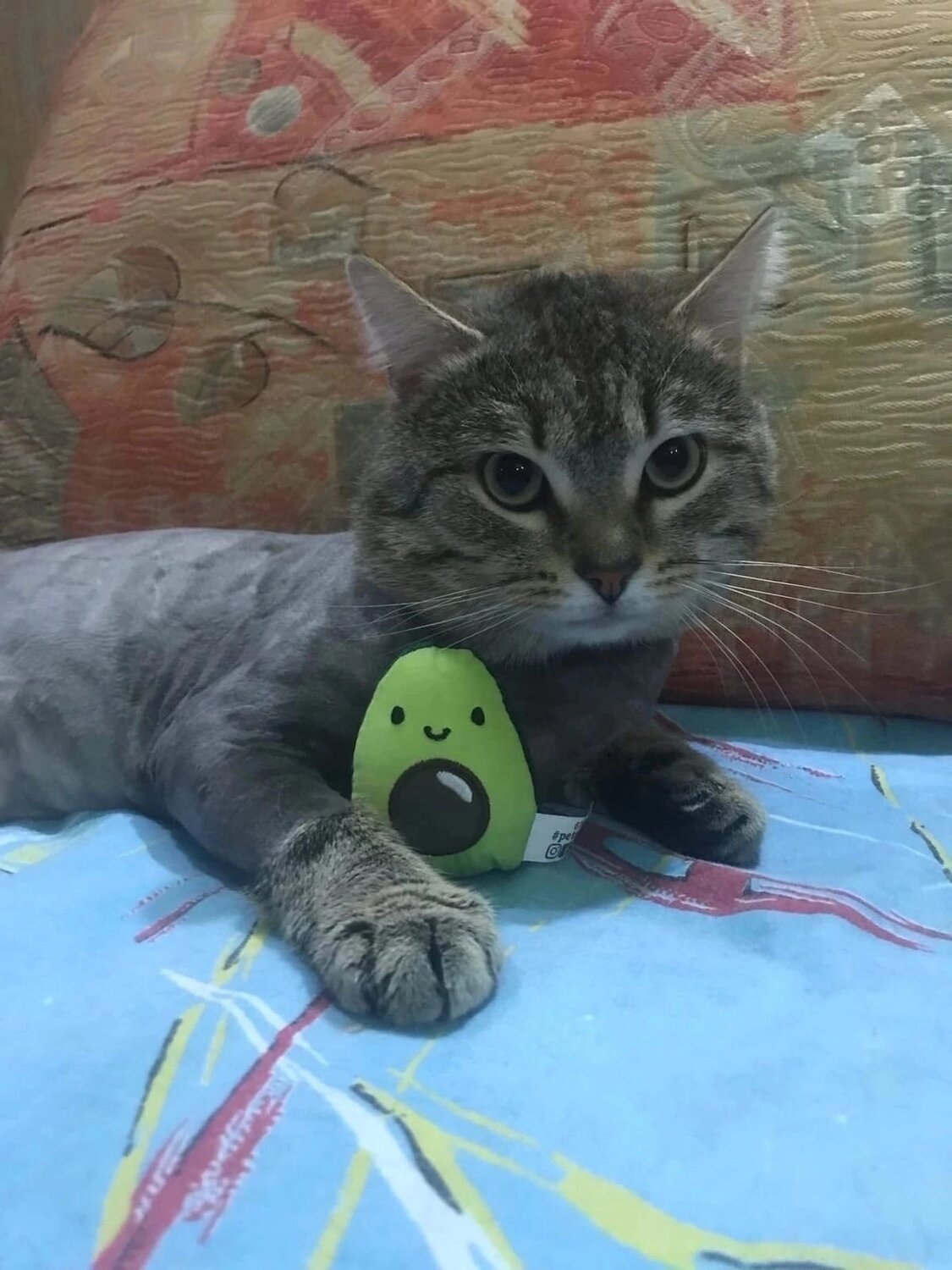 котик, кот, кошечка, кот который, кошка кот