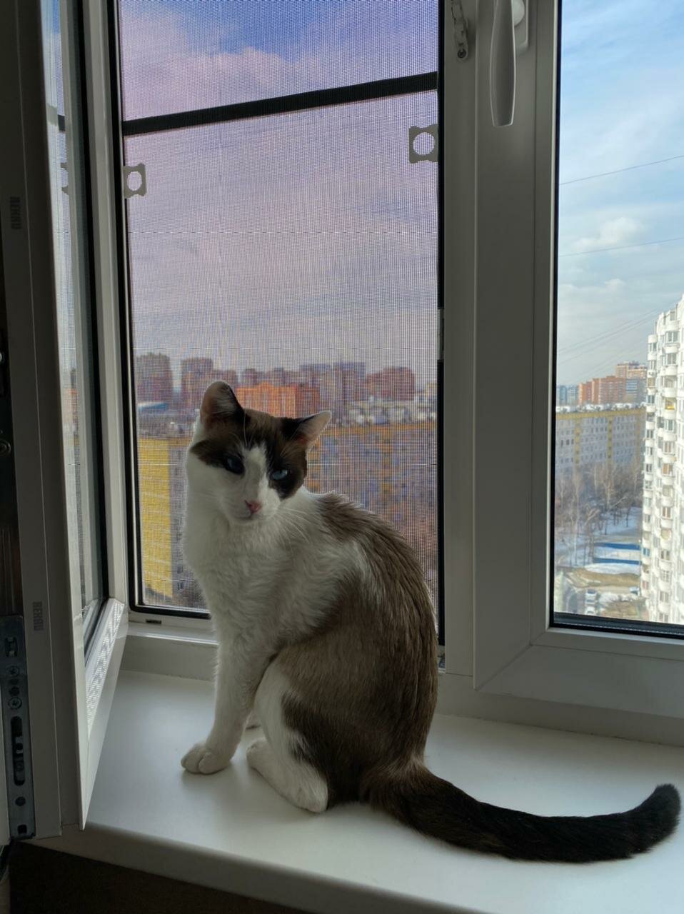 петскрин антикошка, мс антикошка, клетка антикошка, антикошка на пластиковые окна, антикошка берегите питомцев