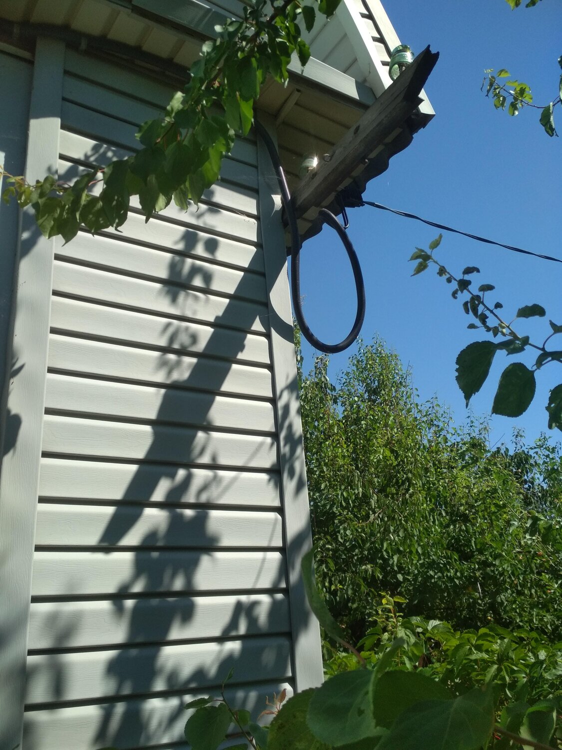 дачный участок, цветущая липа, дом дача, дачная, дача