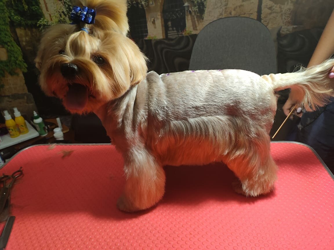 Грумер в Электростали: 91 грумер с отзывами и ценами на Яндекс Услугах.