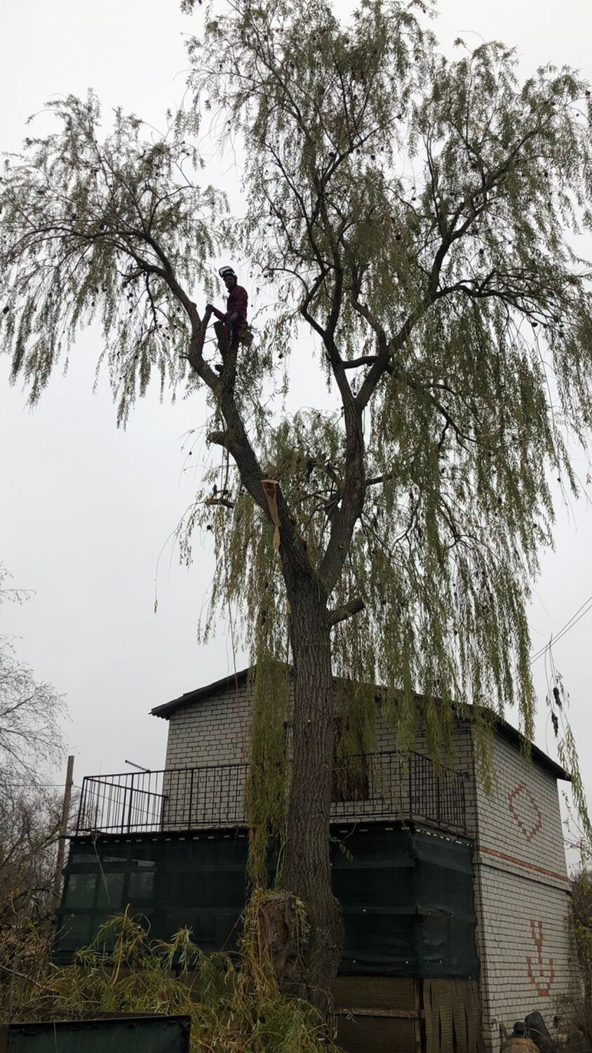 природа, ива дерево, дерево, дерево дом, упавшее дерево