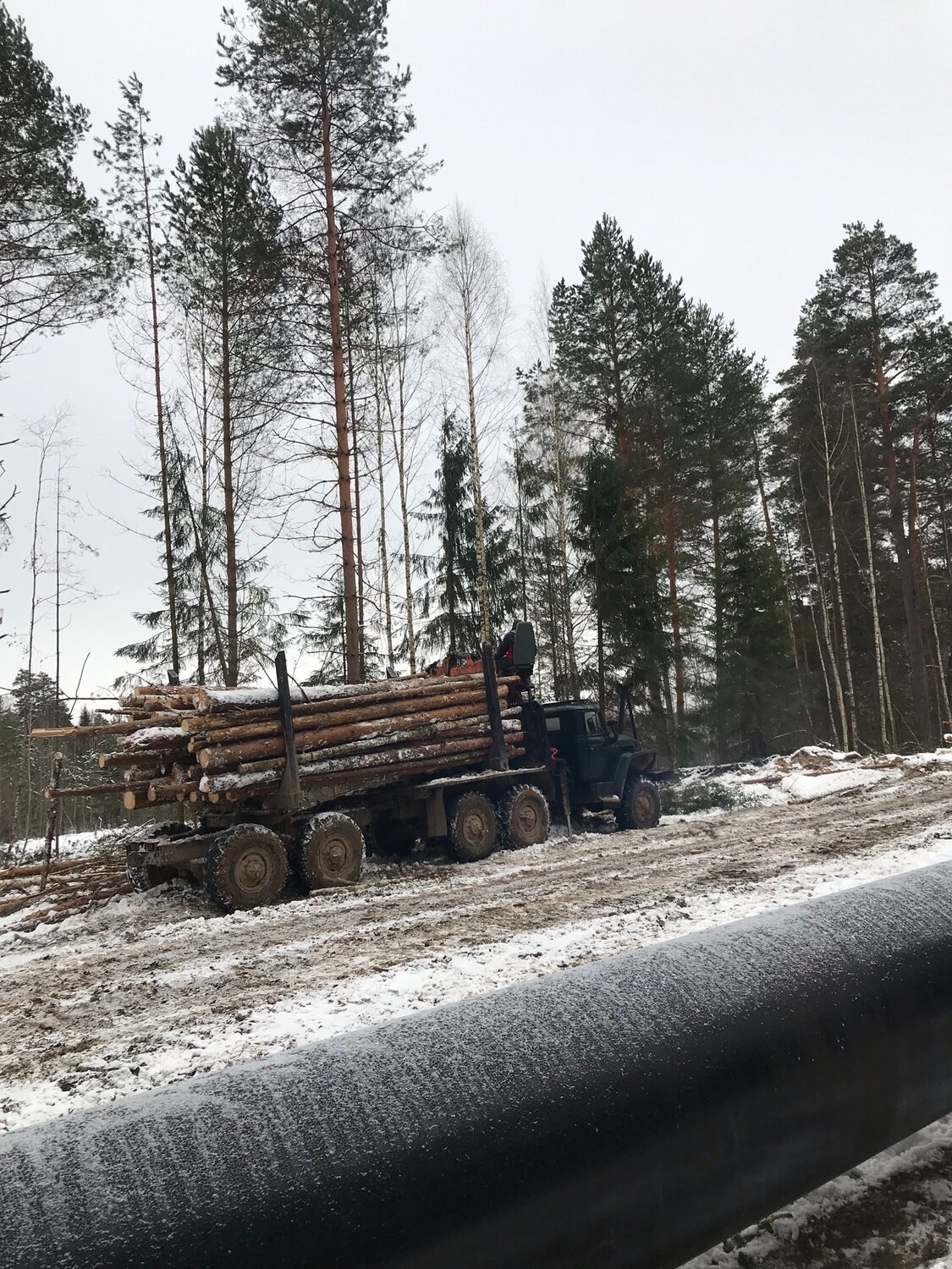 урал лесовоз погрузка леса, урал лесовоз вывозка леса, урал лесовоз хлыстовоз, урал лесовоз обливин, урал лесовоз