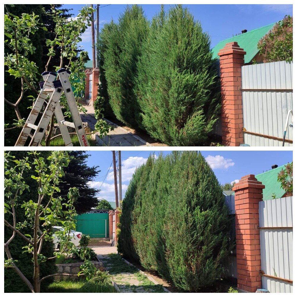 можжевельник скальный, можжевельник китайский спартан, можжевельник скайрокет, можжевельник виргинский скайрокет, можжевельник туя