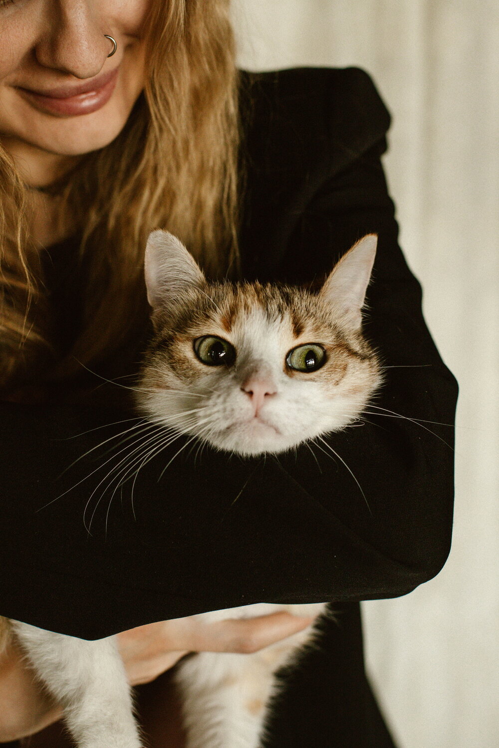 кот, котик, центр помощи кошкам муркоша, кошек, коту