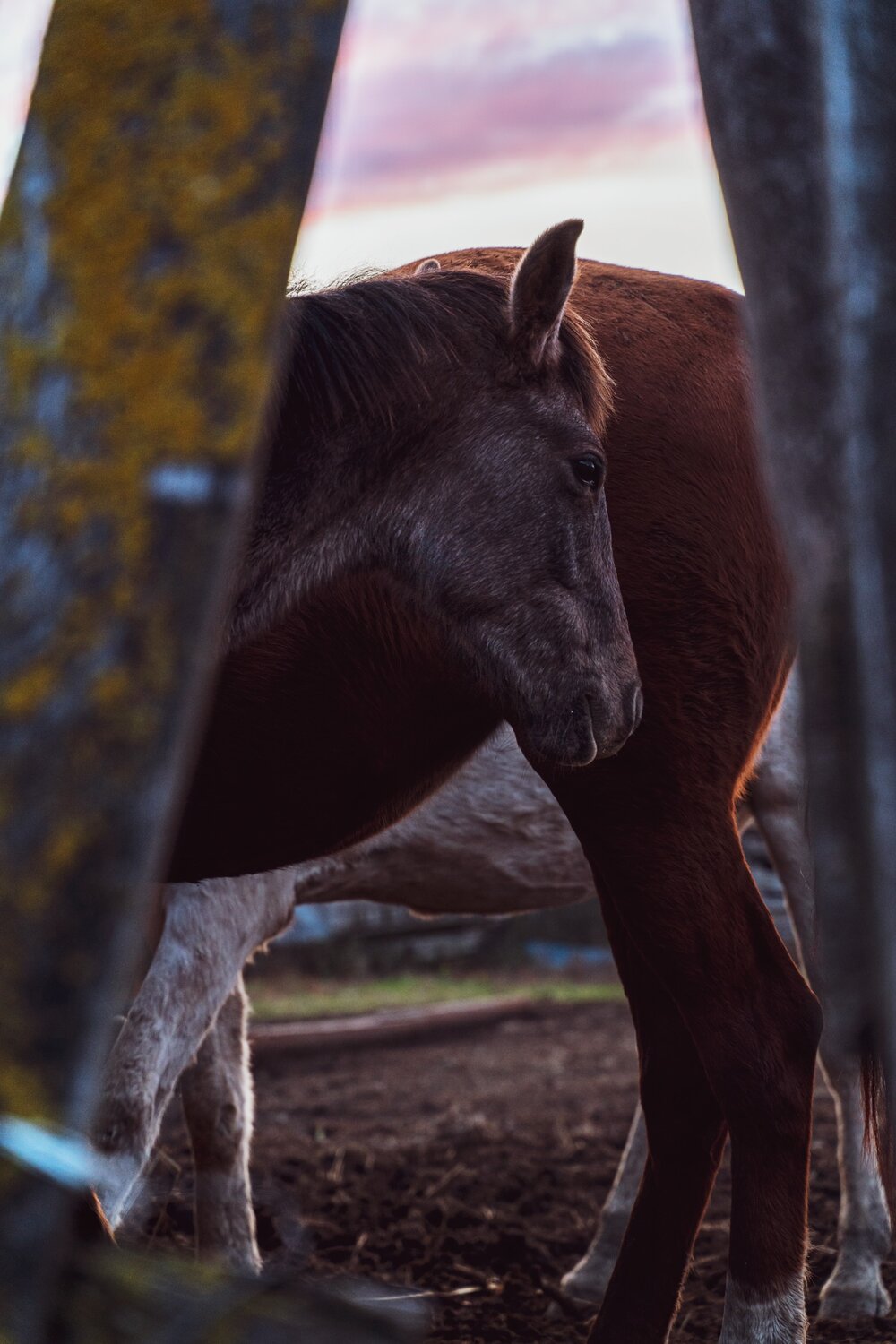 лошади, кони лошади, horse, кормежка лошадей, кобыла