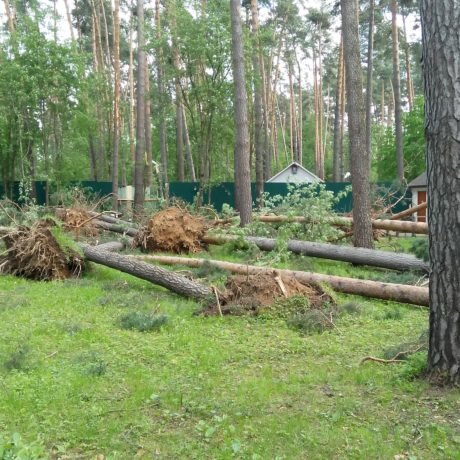 снт ручей приозерский район, лесхоз, снт риф приозерский район, санитарные рубки леса, лес