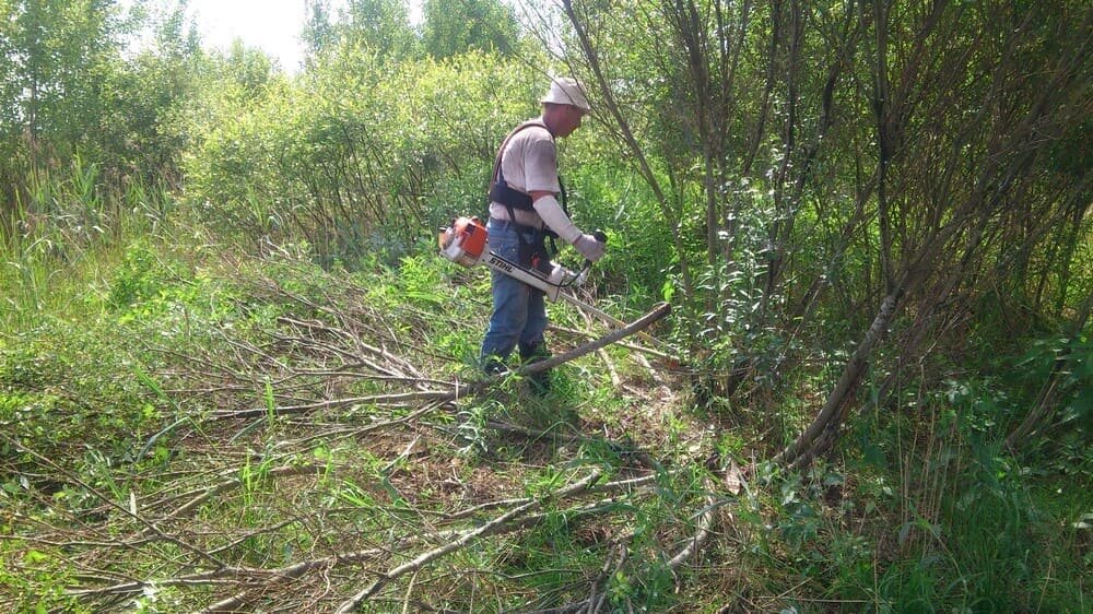 вырубка кустарников и мелколесья, работа с кусторезом в лесу, покос поросли, природа, вырубка кустарника