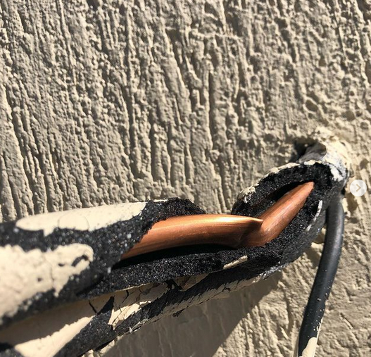 дорожные осы, насекомые, песочные осы, краснокнижные пчелы, оса наездник укус