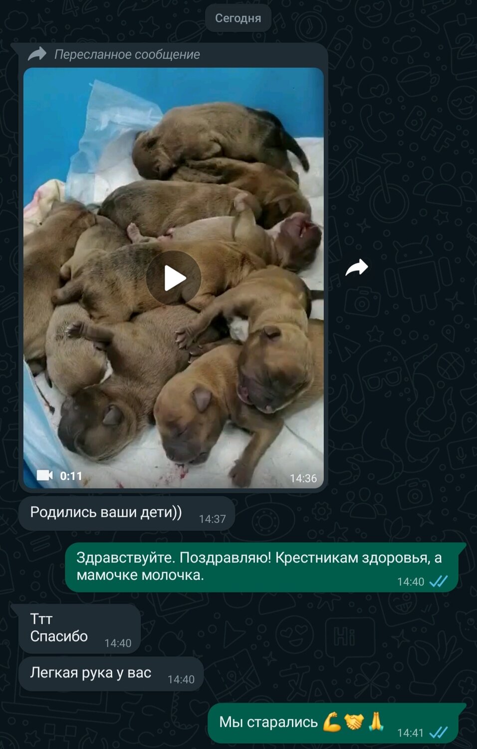 стаффордширский терьер щенок, американский стаффордширский терьер щенок, стаффордширский терьер, американский булли, собака животное