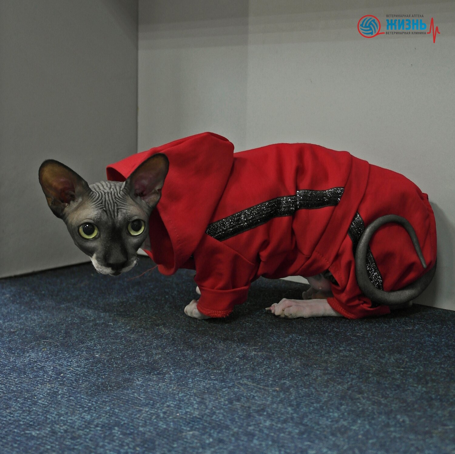 сфинкс, кошка канадский сфинкс, канадские сфинксы, одежда для котов, одежда для сфинксов