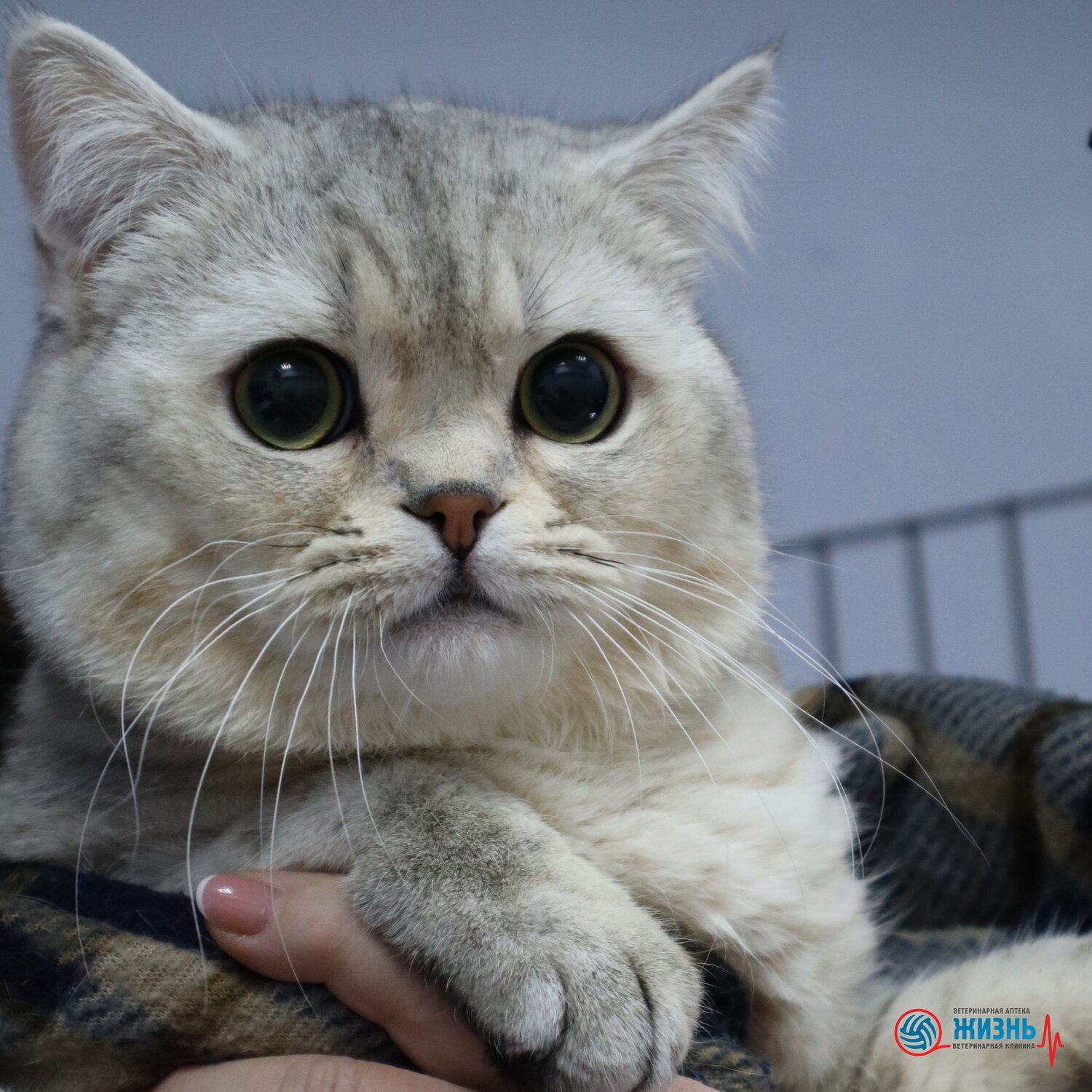 шотландская вислоухая кошка, кошка, шотландская кошка, кошка британская, британская короткошёрстная кошка