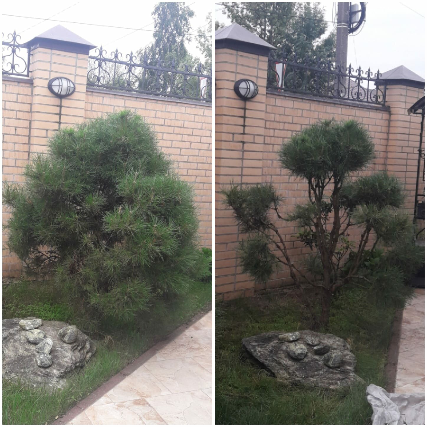 сосна, pinus sylvestris globosa viridis, сосна горная, pinus, сосна горная мугус ниваки