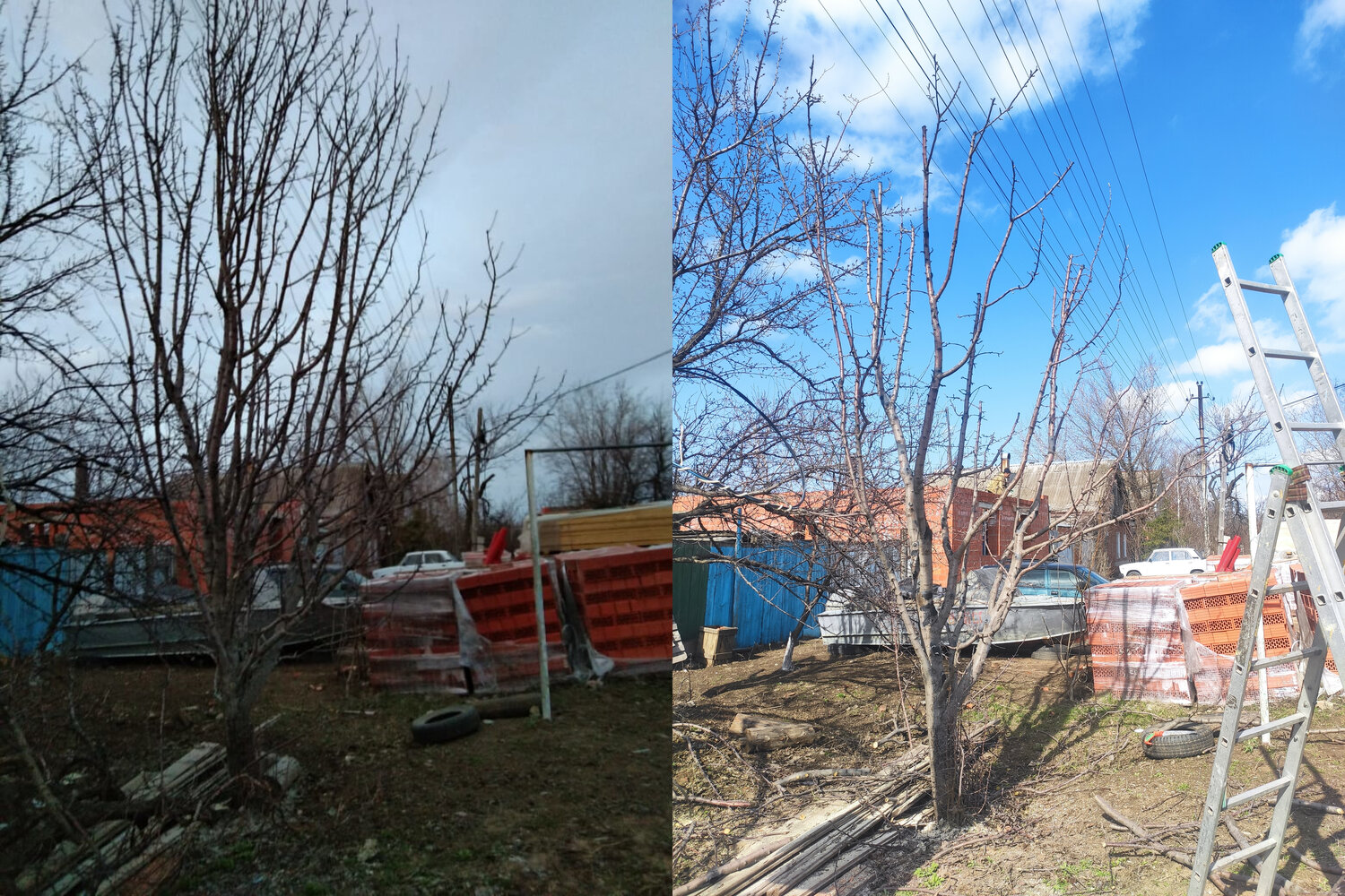 обрезка плодовых деревьев, обрезка яблони, омолаживающая обрезка яблони, обрезка деревьев, плодовые деревья