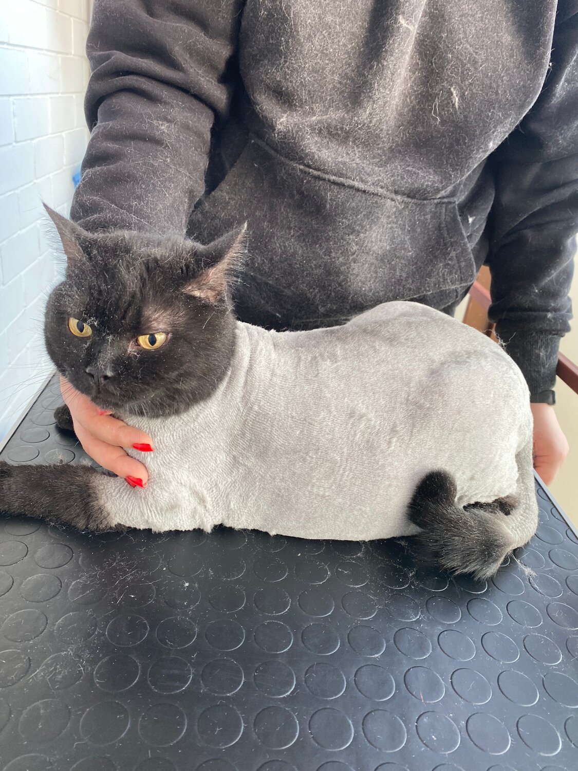 стрижка котов, стрижка кошек, стрижка котов мытищи, кошка, подстриженная кошка