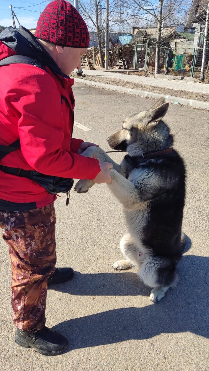 собака аляскинский маламут, служебные собаки, собака маламут, аляскинский маламут дрессировка, хаски аляскинский