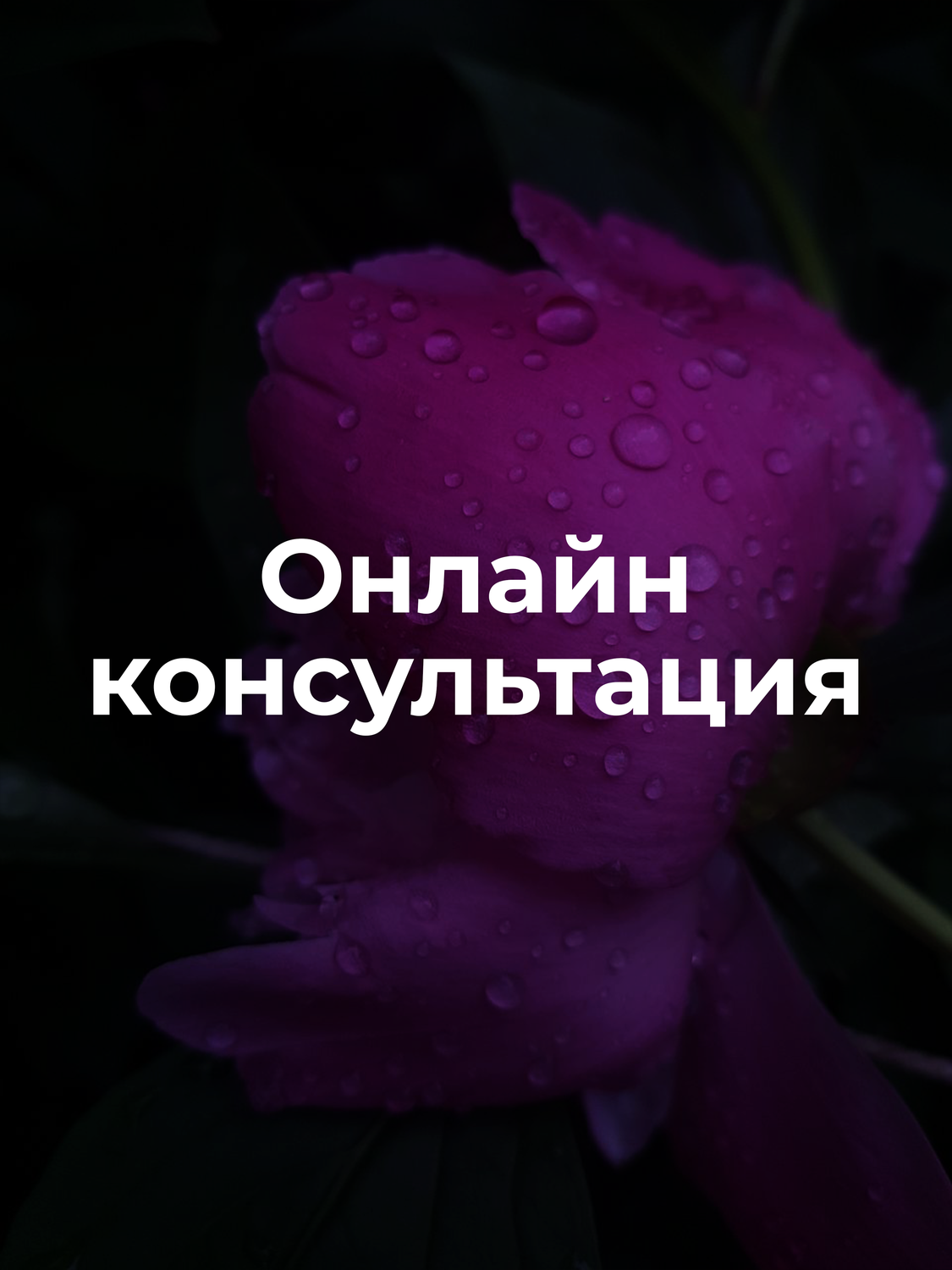 консультация, девушка, вакансия, розы фиолетовые, человек