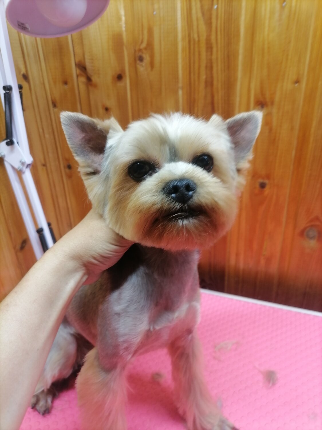 Грумер в Электростали: 91 грумер с отзывами и ценами на Яндекс Услугах.