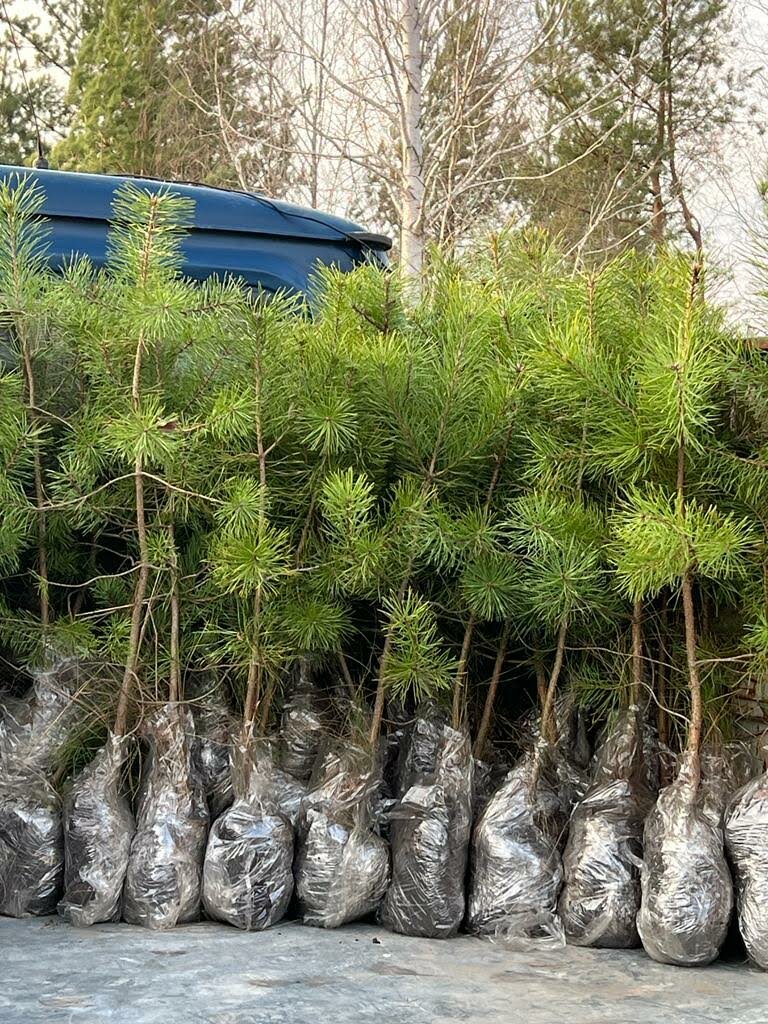 сосна ель, сосна, сосна пиния саженцы, сосна обыкновенная, саженцы сосны