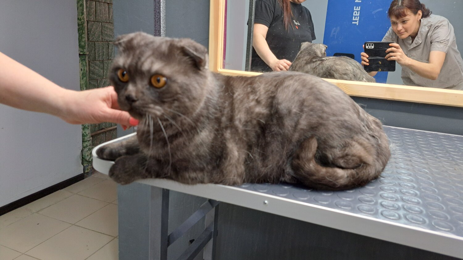 вислоухий кот, шотландская вислоухая, шотландская вислоухая кошка, вислоухая кошка, шотландский вислоухий кот