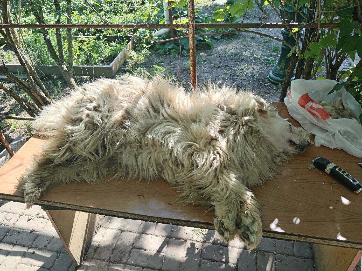 пушистая собака, кот, лохматая собака, собака грязная, животные