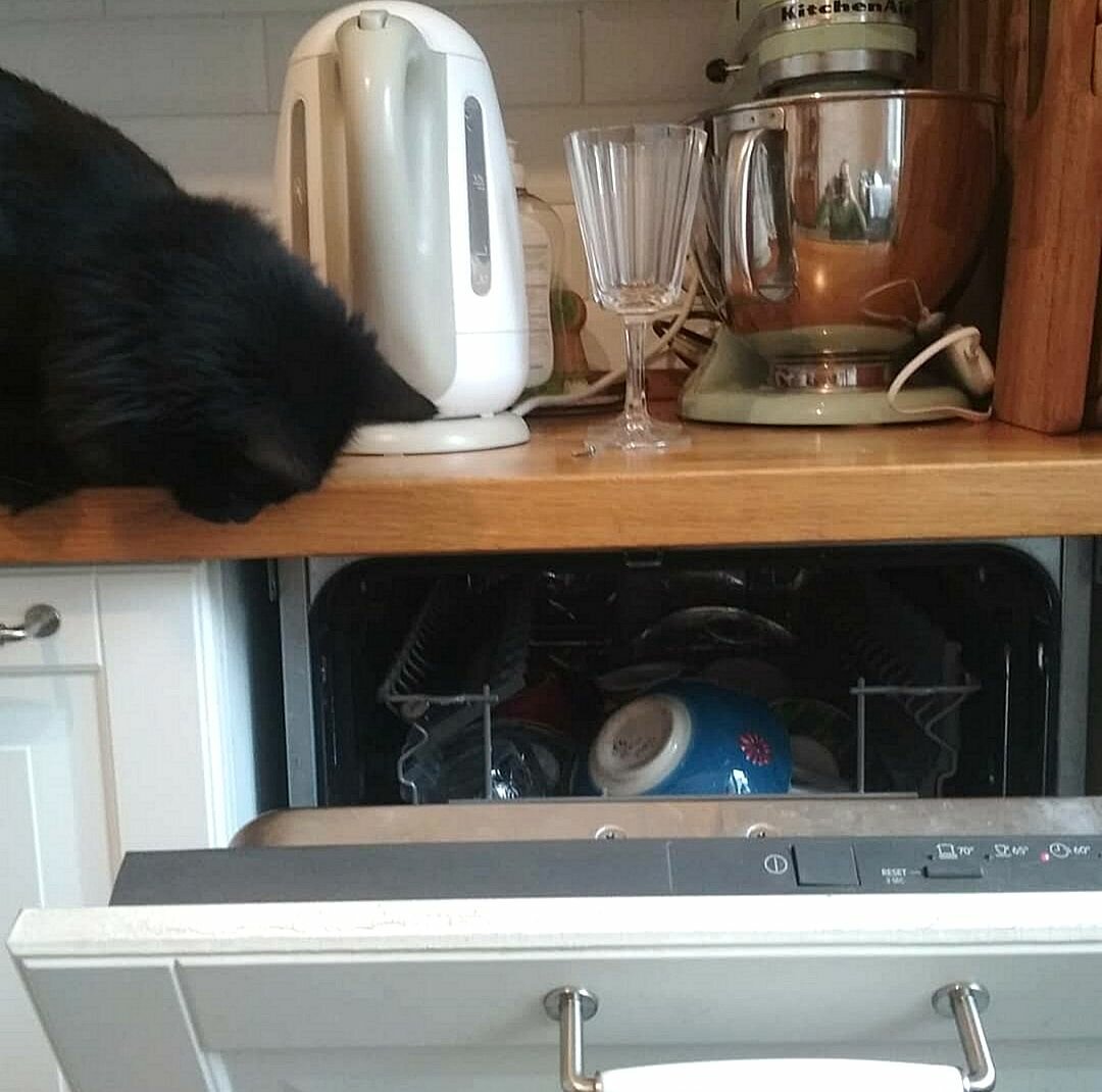 кот на кухонном шкафу, домашние животные, кошка на кухне, забавные животные, кот в холодильнике