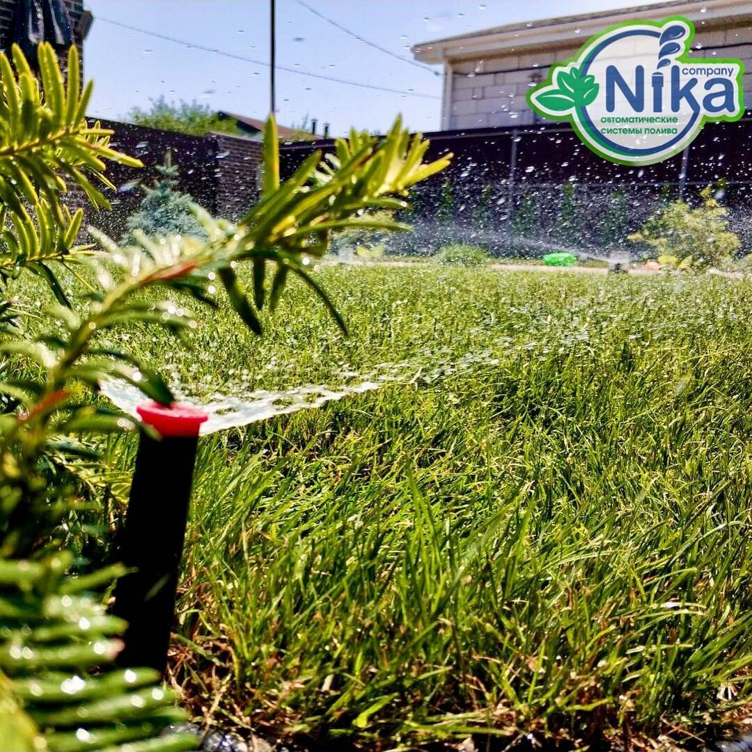 nika полив, газон, растения, трава, растение
