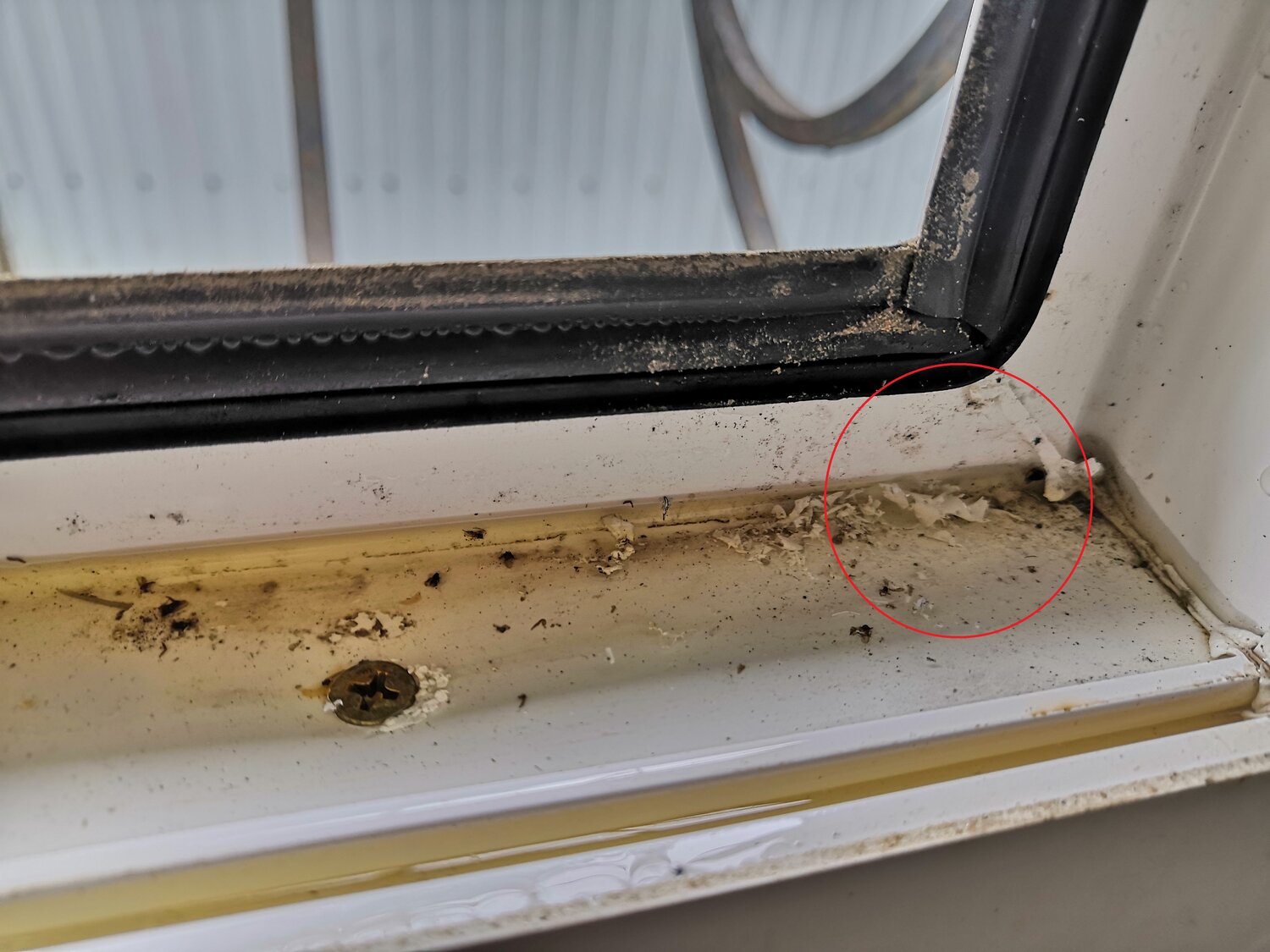 окна, пластиковое окно, вентиляционные отверстия в пластиковых окнах, грибок на пластиковых окнах, клопы на окнах