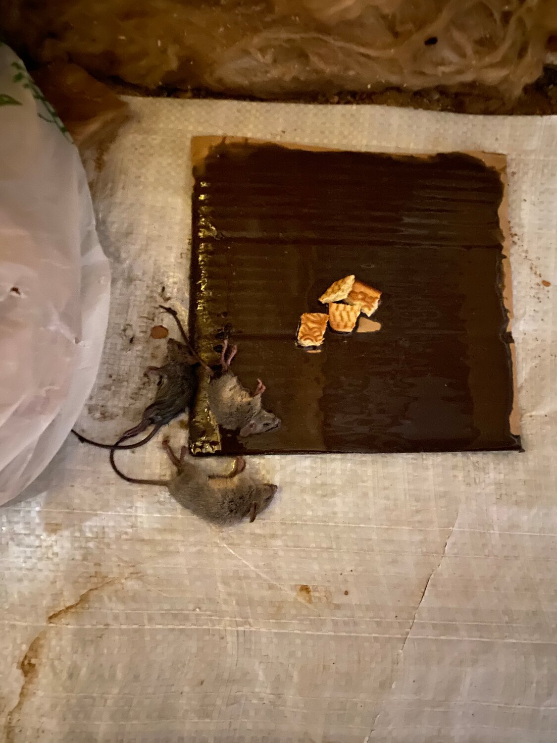 старинная кухня с камином, прополис, treasure, таракан, сокровища и песок