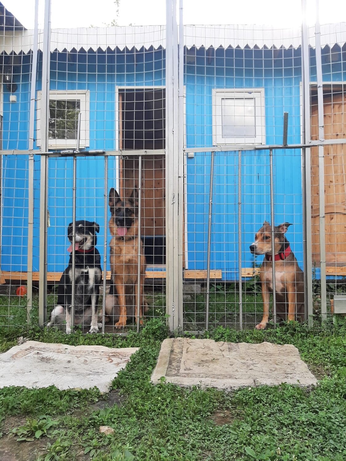 приют для животных симферополь, приют, приют для собак в сочи, приют для бездомных животных, собачий приют сочи