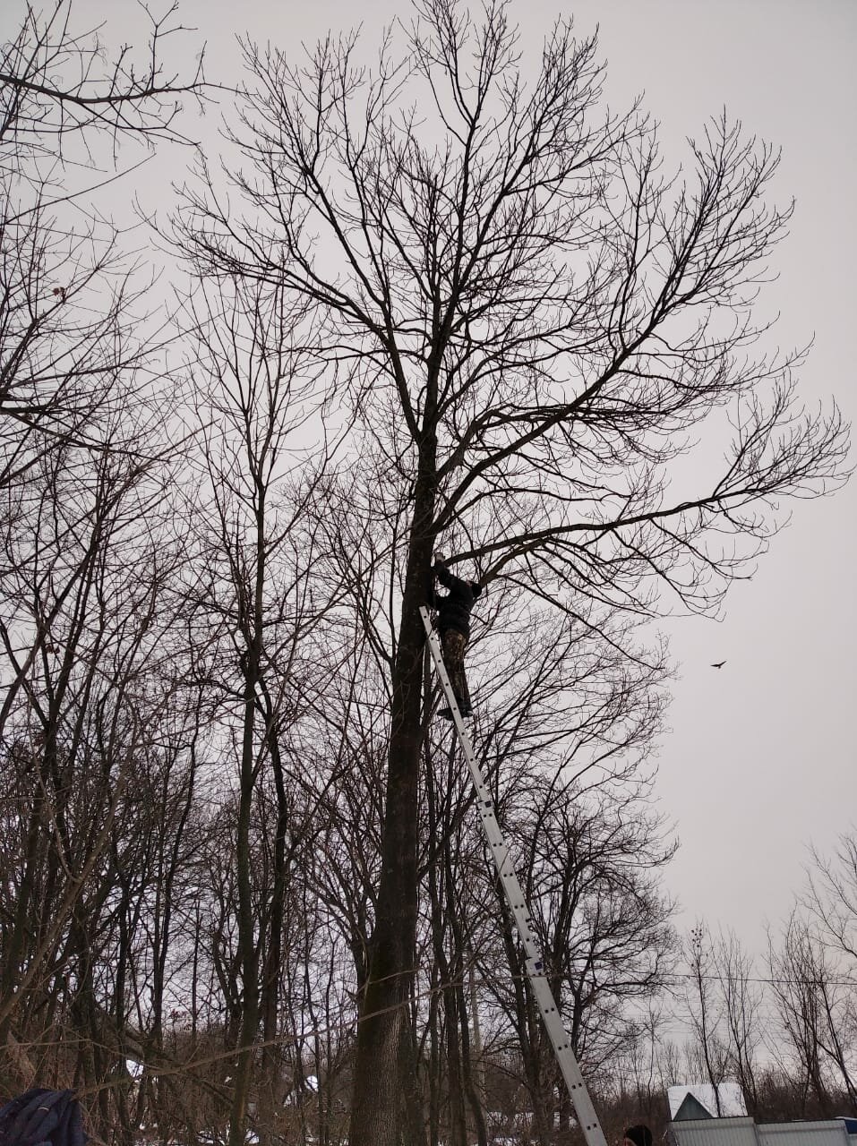 природа, тополь пирамидальный ствол, дуб черешчатый, памятник живой природы дуб черешчатый, дуб