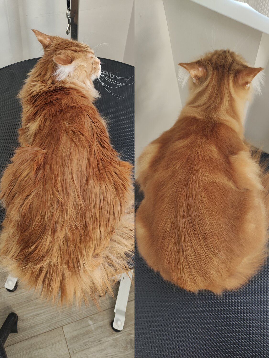 мейн кун, кошка, кот, коты, пушистый рыжий кот