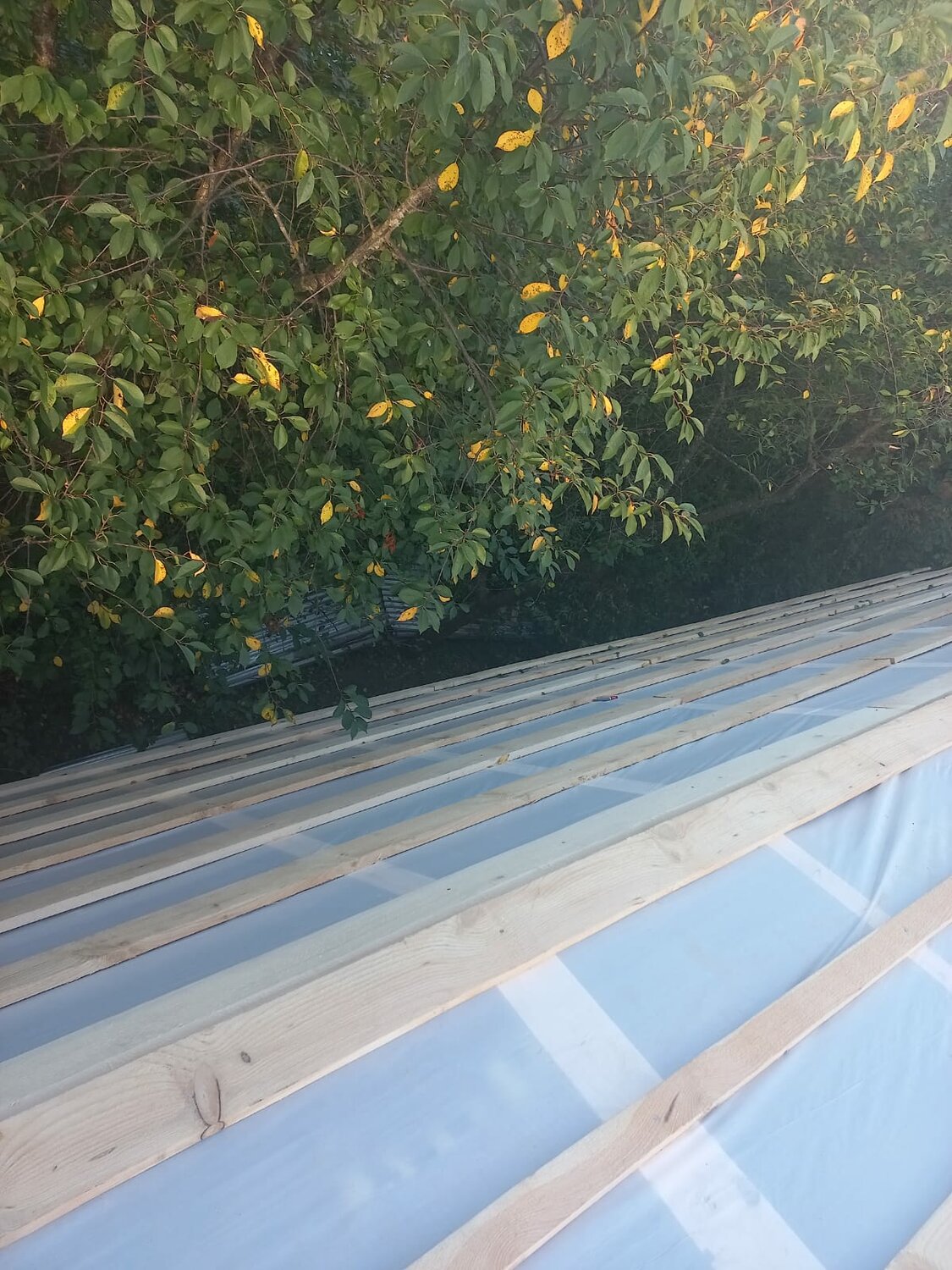растение, соседское дерево затеняет ваш участок, видео снт алакаевка, сад, roofing sheet