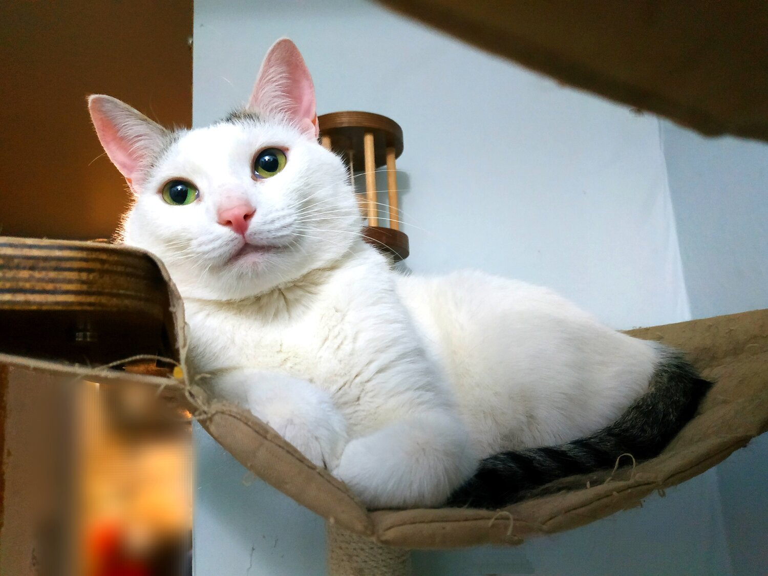 кот, кошка, котики, кот кот, кошка в доме