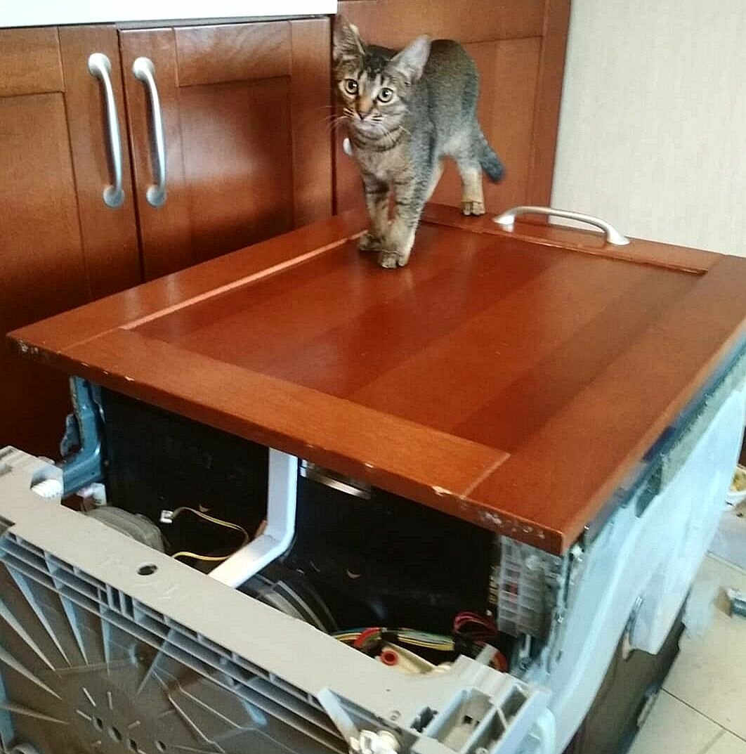 домашние питомцы, животные и мебель юмор, котэ, домашние любимцы, забавные животные