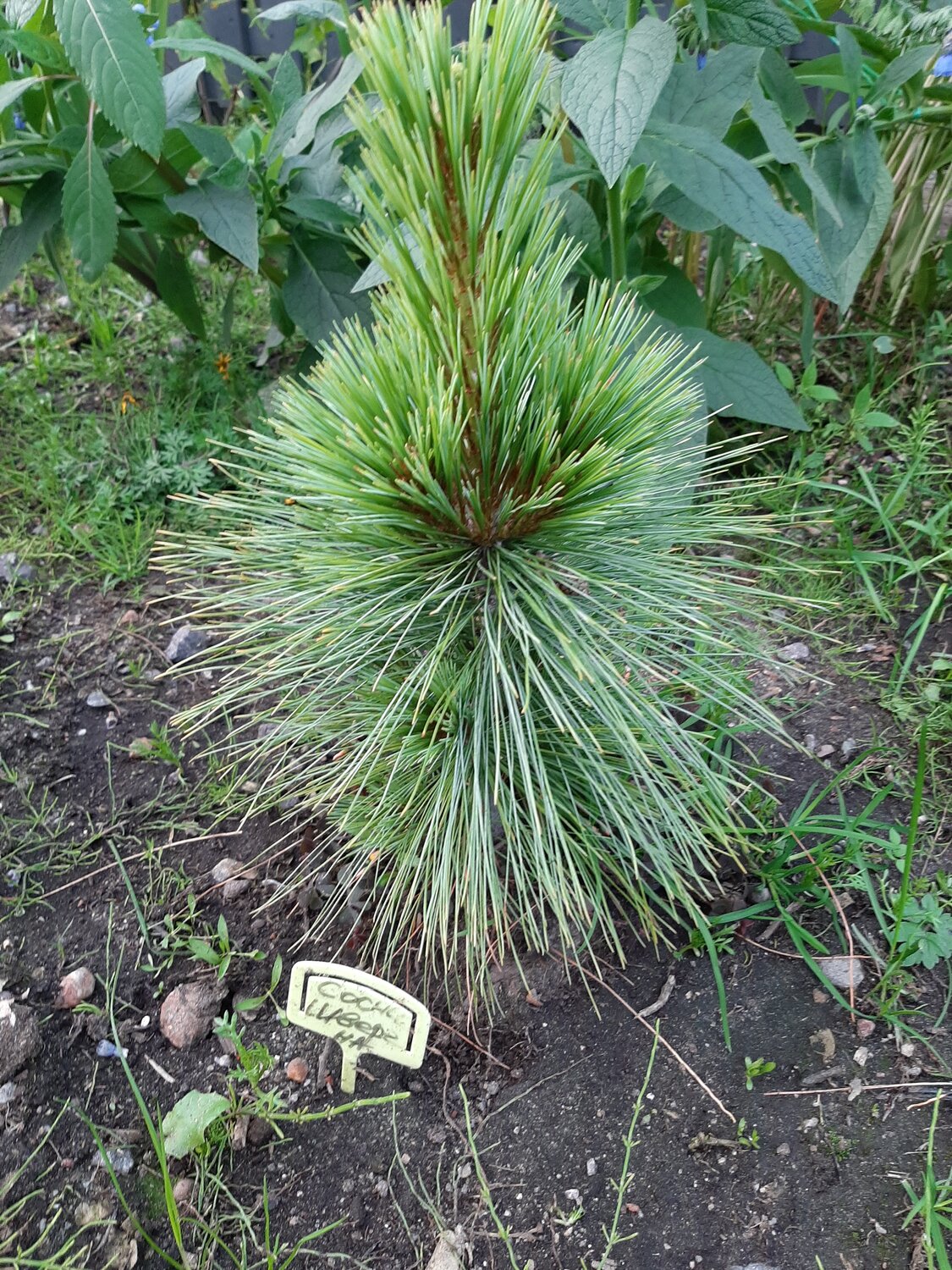 сосна, сосна румелийская, pinus peuce erbse, pinus wallichiana, кедр сибирский pinus sibirica