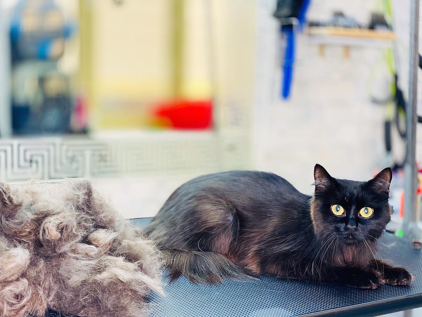 бомбейская кошка, кот, кошка, кошечка, котик
